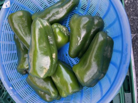 ピーマン　たくさん　アップ ピーマン,野菜,八百屋の写真素材