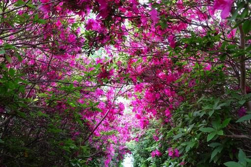Azalea tunnel at Busshozan Park in early May, JPG