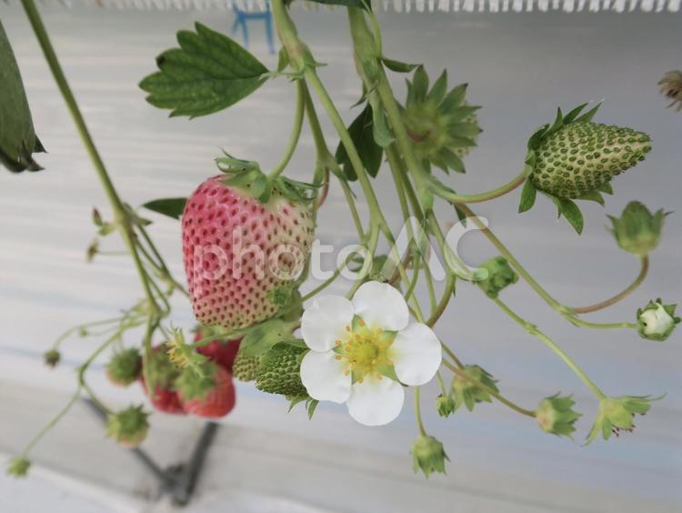 いちごといちごの花 いちご,イチゴ,苺の写真素材