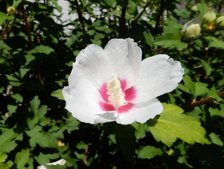 [Flower photo] White Rose of Sharon, JPG