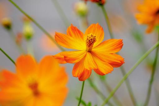 Photo, flower, kivanacosmos, cosmos, 