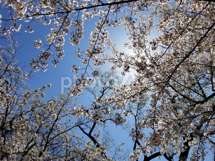 逆光のさくら 春,サクラ,枝の写真素材