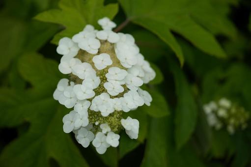 Hydrangea macrophylla (Snow Queen), JPG Hydrangea macrophylla (Snow Queen), JPG