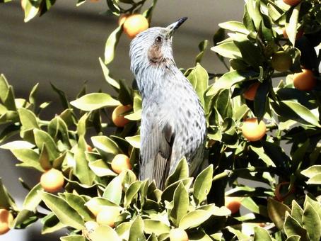 木の実を狙うヒヨドリ 木の実を狙うヒヨドリの写真