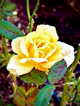 薔薇 薔薇,バラ,バラ園の写真素材