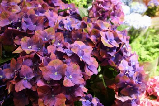 紫陽花 紫陽花の写真