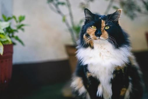 植木鉢の前のふわふわの三毛猫 植木鉢の前のふわふわの三毛猫 三毛猫,猫,ふわふわの写真素材