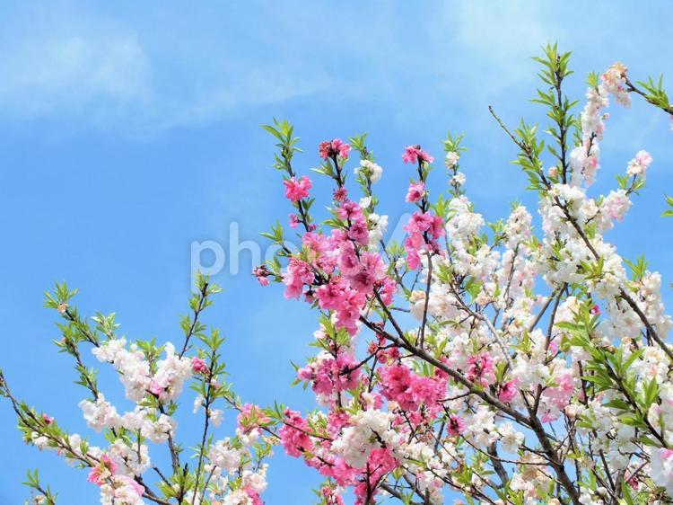 桃の紅白の美しい花 桃,花桃,桃の花の写真素材