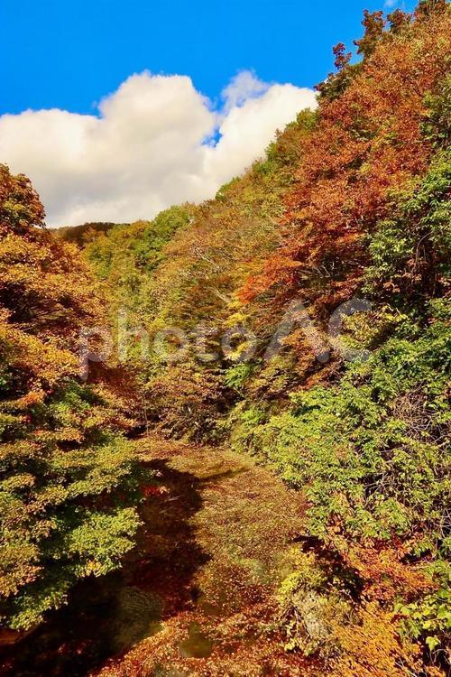 紅葉の綺麗な山々と森林 秋,紅葉,風景の写真素材
