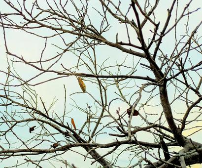 冬を感じる枯枝 木,枯れ葉,晩秋の写真素材