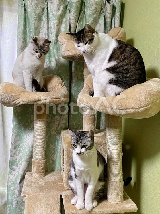 キャットタワーに乗る複数ねこ様　縦画像 猫,サバ白,シャムトラの写真素材