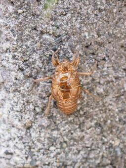 蝉の抜け殻 蝉の抜け殻,空蝉,抜け殻の写真素材