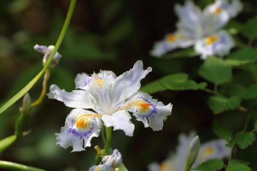 シャガの花 シャガの花 シャガ,花,花びらの写真素材