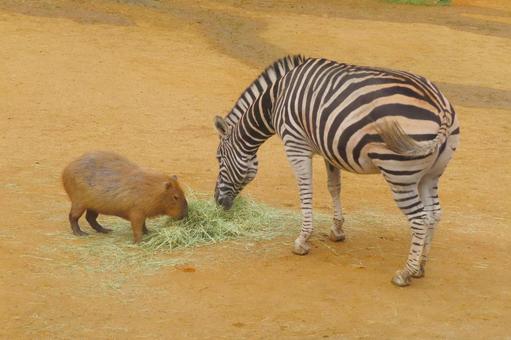 仲良しカピバラとシマウマ 仲良しカピバラとシマウマ 生き物,哺乳類,カピバラの写真素材