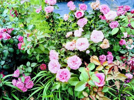 浜寺公園のバラ園の薔薇 浜寺公園のバラ園の薔薇の写真