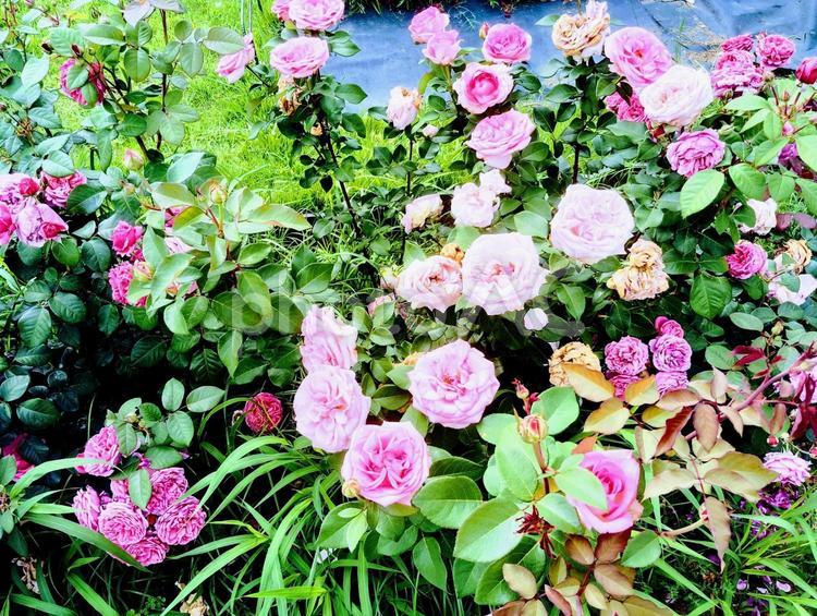 浜寺公園のバラ園の薔薇 薔薇,バラ園,浜寺公園の写真素材
