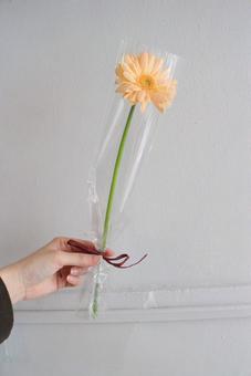 一輪ガーベラ。オレンジ お祝い,記念,おしゃれの写真素材