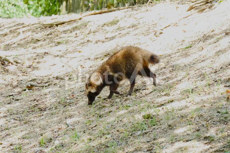 野生のたぬき（横顔） タヌキ,野生,動物の写真素材