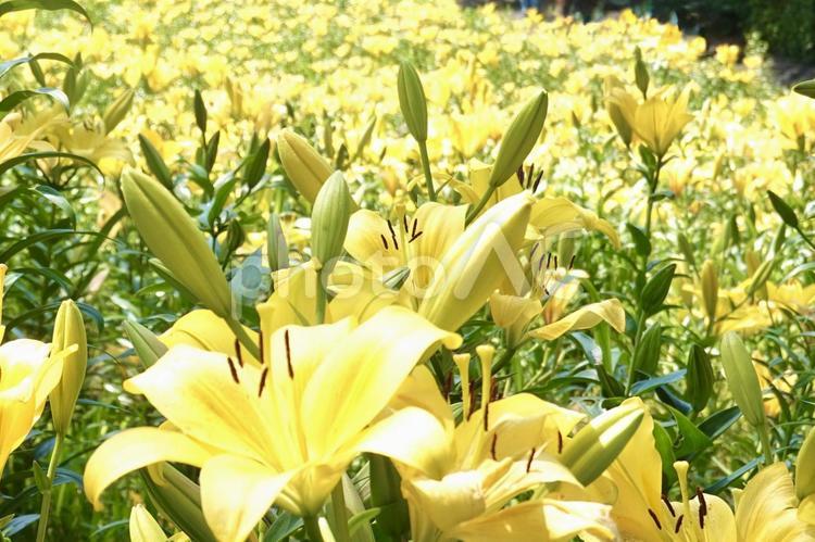 満開のイエローダイヤモンド 花,ユリ,黄色の写真素材