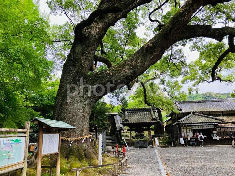 ことのまま八幡宮　御神木　大楠 事任八幡宮,ことのまま八幡宮,静岡県掛川市の写真素材
