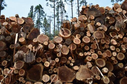 切り出された杉の丸太 山形県の森林 杉の丸太,丸太,杉の木の写真素材