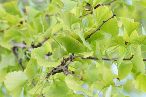 イチョウの葉 イチョウ,葉,黄葉の写真素材