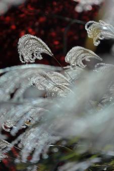 Japanese silver grass emerges from the autumn leaves -2, JPG