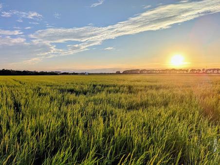 田んぼと夕陽 田んぼと夕陽の写真