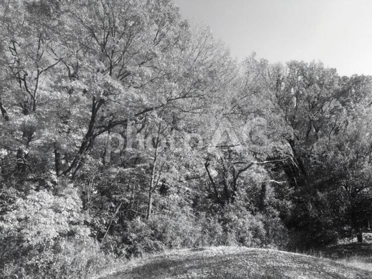 【王禅寺公園】(モノトーン) nature,webテクスチャ,web素材の写真素材