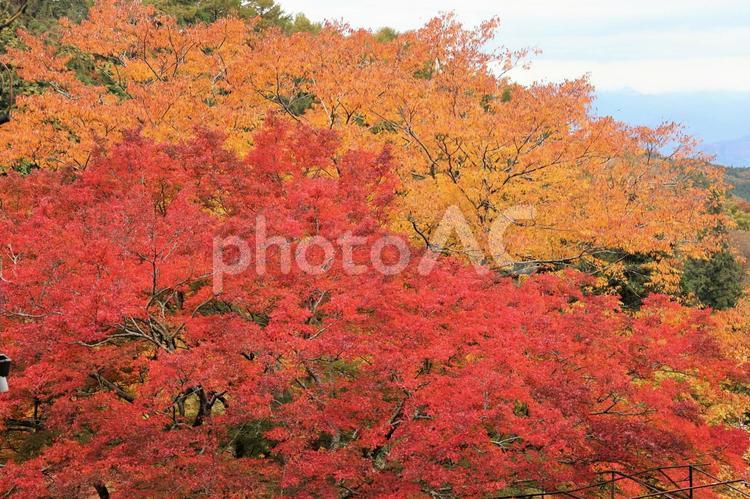 １１月上旬の伊香保温泉の紅葉 背景,紅葉,葉の写真素材