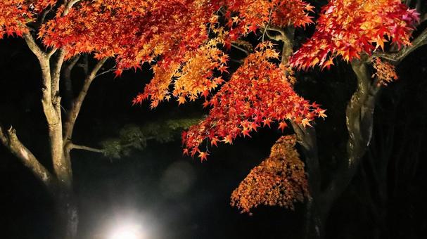 虹の郷　紅葉ライトアップ 紅葉,ライトアップ,秋の写真素材