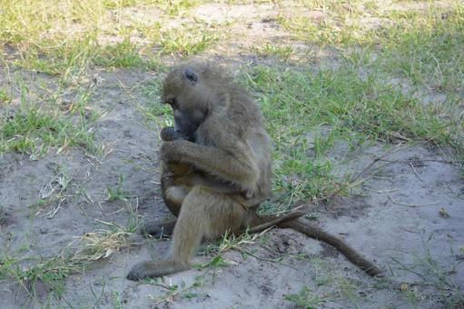 毛づくろい中のヒヒの親子 チョベ 毛づくろい中のヒヒの親子 チョベ ヒヒ,バブーン,親子の写真素材