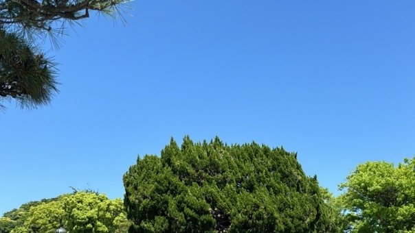森林と青空 森林と青空の写真