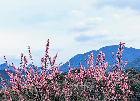 花・梅④の写真