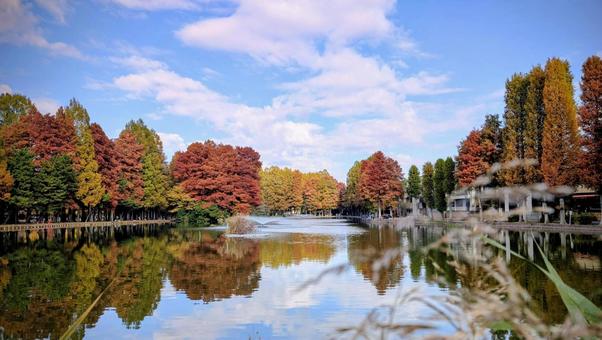 別所沼公園の秋の風景 別所沼公園,秋,紅葉の写真素材
