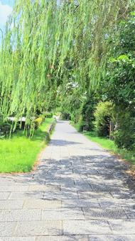 夏の散歩道(京都市,三条京阪) 夏の散歩道(京都市,三条京阪) 歩道,柳,木漏れ日の写真素材