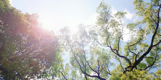 木と太陽 木と太陽の写真