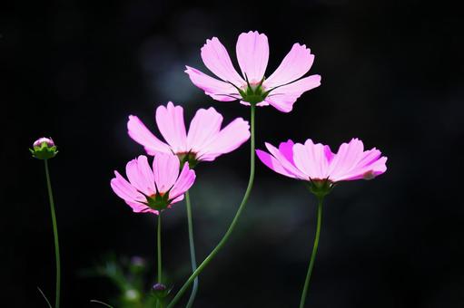 黒バックに美しく輝くコスモス 黒バックに美しく輝くコスモス コスモス,秋桜,花の写真素材