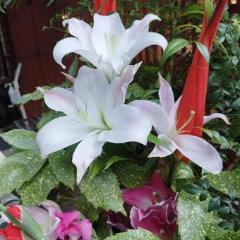 Photo, flower, beautiful, luxury, 