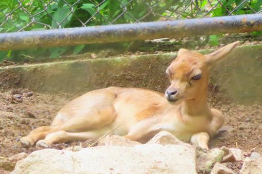 ブラックバックの赤ちゃん ブラックバックの赤ちゃん 動物,陸上動物,哺乳類の写真素材