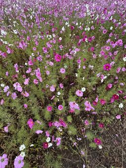 早朝のコスモスの写真