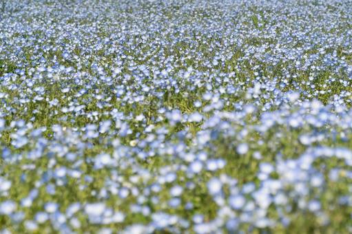青いネモフィラ咲き誇る花畑⑥ 青いネモフィラ咲き誇る花畑⑥の写真
