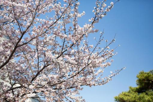 桜 さくら 桜 さくら 桜,さくら,入学式の写真素材