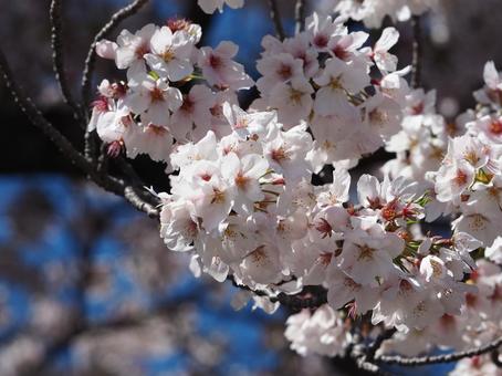 桜 桜の写真