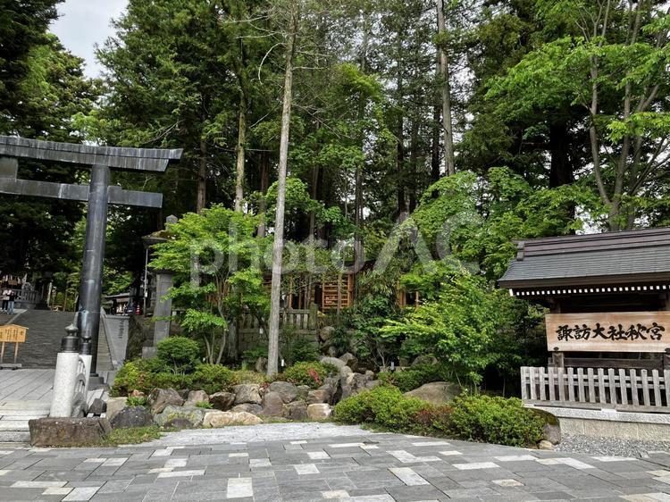 諏訪大社　秋宮　木 風景,参拝,景色の写真素材