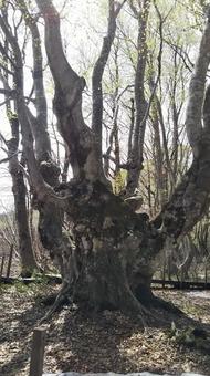 春のあがりこ大王 春のあがりこ大王 あがりこ大王,獅子ケ鼻湿原,鳥海山の写真素材