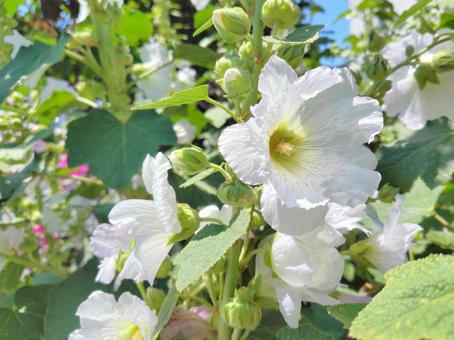 Hollyhock flowers_white_2, JPG Hollyhock flowers_white_2, JPG