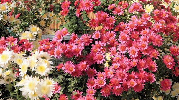 楽寿園の菊まつりにて 菊,秋,花の写真素材