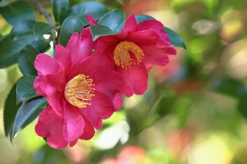 在寒冷的冬天的天空中盛開, JPG 在寒冷的冬天的天空中盛開, sasanqua, satellite flowers, flower, JPG