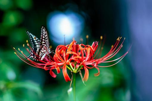 彼岸花とアゲハ蝶 彼岸花,ヒガンバナ,アゲハ蝶の写真素材